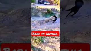 Babi Vs Anjing