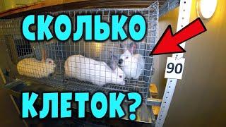 Сколько нужно клеток для кроликов?