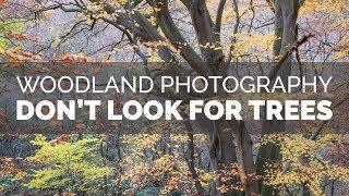 Woodland Photography - Don't Look For Trees
