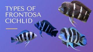 Different types of Frontosa Cichlid | Finding fishes