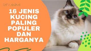 16 Jenis Kucing Paling Populer dan harganya