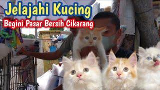 Bongkar harga di Pasar Cikarang  ada Kucing Lucu