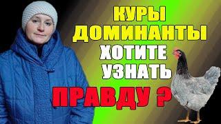 Куры Доминанты - хотите узнать правду о них.