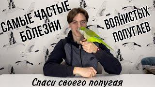 Самые частые болезни волнистых попугаев. Как определить, что попугай болен