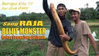 RECORD 2021 || CATCHING THE KING OF MONSTER EEL