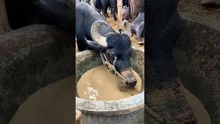 গরু guru cow goru amba hamba cow videos gorur video guru guru goro guru tiktok গরুর ভিডিও golu#viral