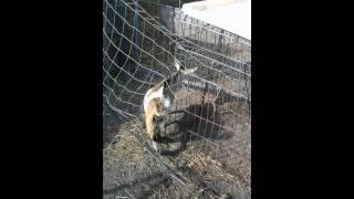 Baby goat screaming like a human