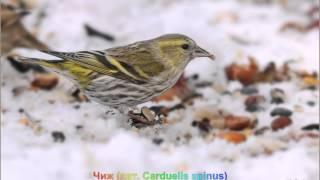 Голоса птиц-Чиж (лат. Carduelis spinus)