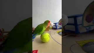 Bird Training : Smart lovebird Parrot | Smart Little Cute Parrot  #training #smartparrot #cute