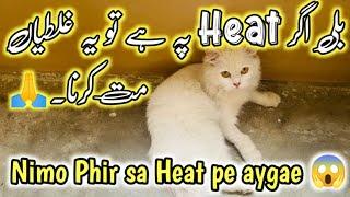 My cat in heat how to help || Don’t do these Mistakes When cat in Heat cycle || Stop cat heat Cycle