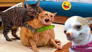 Funny Dogs And Cats Videos 2024  - Best Funniest Animal Videos Of The week #6