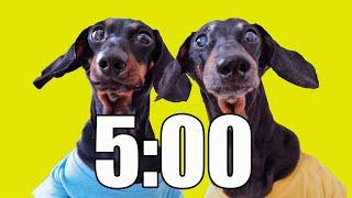 5 Minute Timer (DOG HEAVEN) 