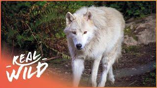 Pack Life At Yellowstone National Park | White Wolf | Real Wild