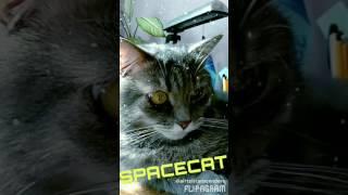 SPACECAT VIDEO 2