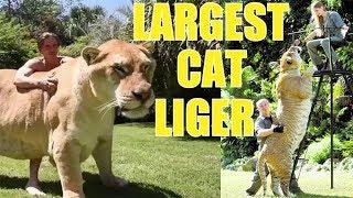 Liger | The Largest Cat in The World (Compilation #1)