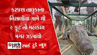 કરજણ તાલુકાના નિસાળીયા ગામે થી 9 ફૂટ નો મહાકાય મગર ઝડપાયો 2024 | Spark Today News Vadodara