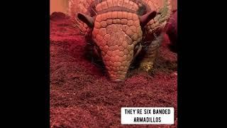 New Armadillos at Jimmy's Farm & Wildlife Park