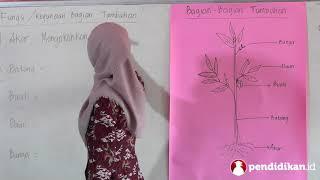 Kelas 04 - IPA - Bagian-bagian Tumbuhan dan Fungsinya | Video Pendidikan Indonesia