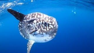 Orca playing with sunfish