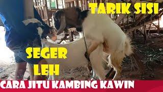 Kambing Jantan Ganas | di Kasih Betina Langsung Wik-Wik