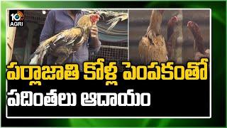 పర్లాజాతి కోళ్ల పెంపకంతో పదింతలు ఆదాయం | Farmer Earns Huge Profits With Parla Roosters