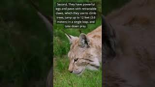 LYNX - most interesting facts