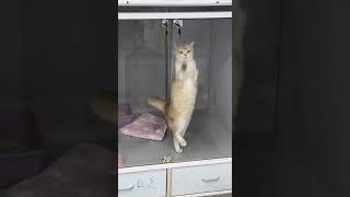 Танцульки  #neiroztv #cat #приколы2024 #funny #shortsvideo #смешныеживотные #animals