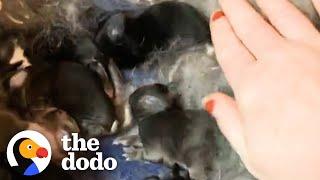 Woman Rescues 2 Bunnies And Ends Up With 10 | The Dodo Adopt Me!