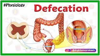 Physiology of Defecation Animation / Defecation reflex / Constipation