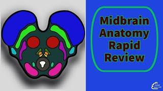 Functional Midbrain Anatomy: Rapid Review