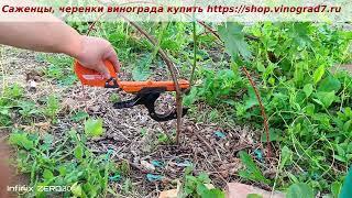 Виноград Днепровский сувенир - закладка соцветий ,  плодоносность, урожайность.