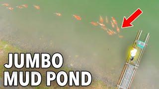 Visiting the JUMBO Mud Pond! (BIG KOI)