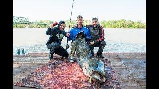 Som rečna ala,surova borba- Monster catfish.