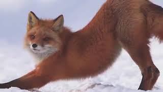 Foxy Fox