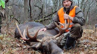 ELK AND ROE DEER HUNTING