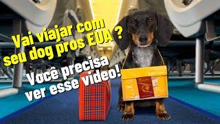 Como levar o cachorro para os EUA? Como trazer seu pet dog para eua? Não é tão simples assim!