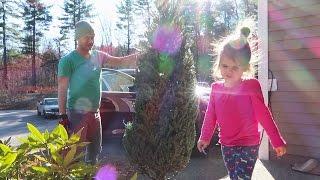 Picking The Tree!