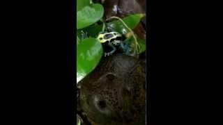 Patricia Dendrobate Poison Dart Frogs Calling And Mating