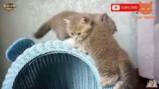 best funny animal videos 2022   funniest cats and dogs videos  V   98 R