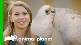 Bindi Irwin and Australia Zoo Team Save Poisoned Corellas | Crikey! It's the Irwins