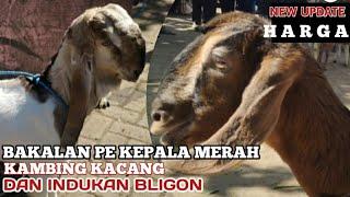 Bakalan Pe Kepala Merah | Kambing Kacang | Dan Indukan Bligon Siap Breeding|| Pasar Kliwon