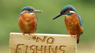 Common Kingfisher - Male & Female with fish and calling.