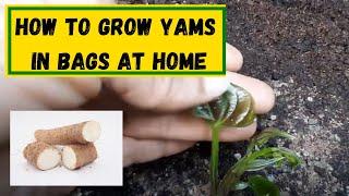 How To Grow Yams In Bags At Home - UK