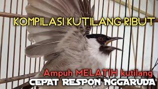 SUARA burung Kutilang Gacor NGGARUDA TARUNG ampuh untuk pikat Kutilang gacor dan Masteran Kutilang