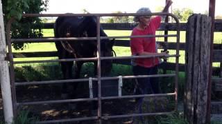 Manage Equine Nutrition: Assessment Part 2: Feeding a horse a hard feed and hay in a confined space