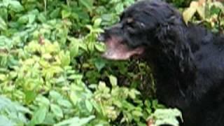 Balder the dog going nuts, eating raspberry