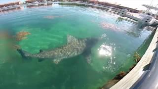 Bull Shark Encounter: Bimini, Bahamas