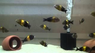 Tropheus sp. Black Kriza F0