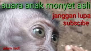 suara anak monyet asli nya.