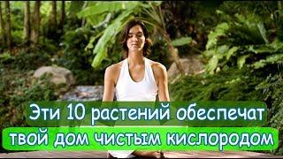 Эти 10 растений обеспечат твой дом чистым кислородом